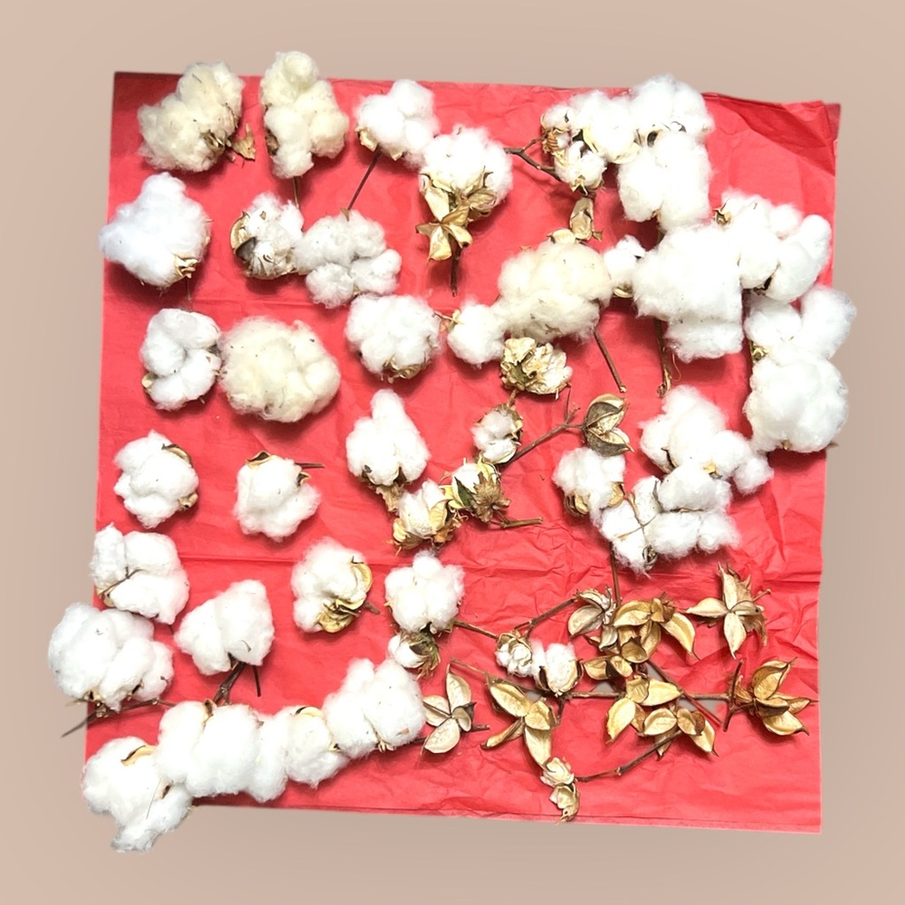 Natural White Cotton Bolls